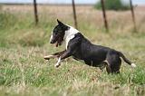 BULL TERRIER MINIATURE 075